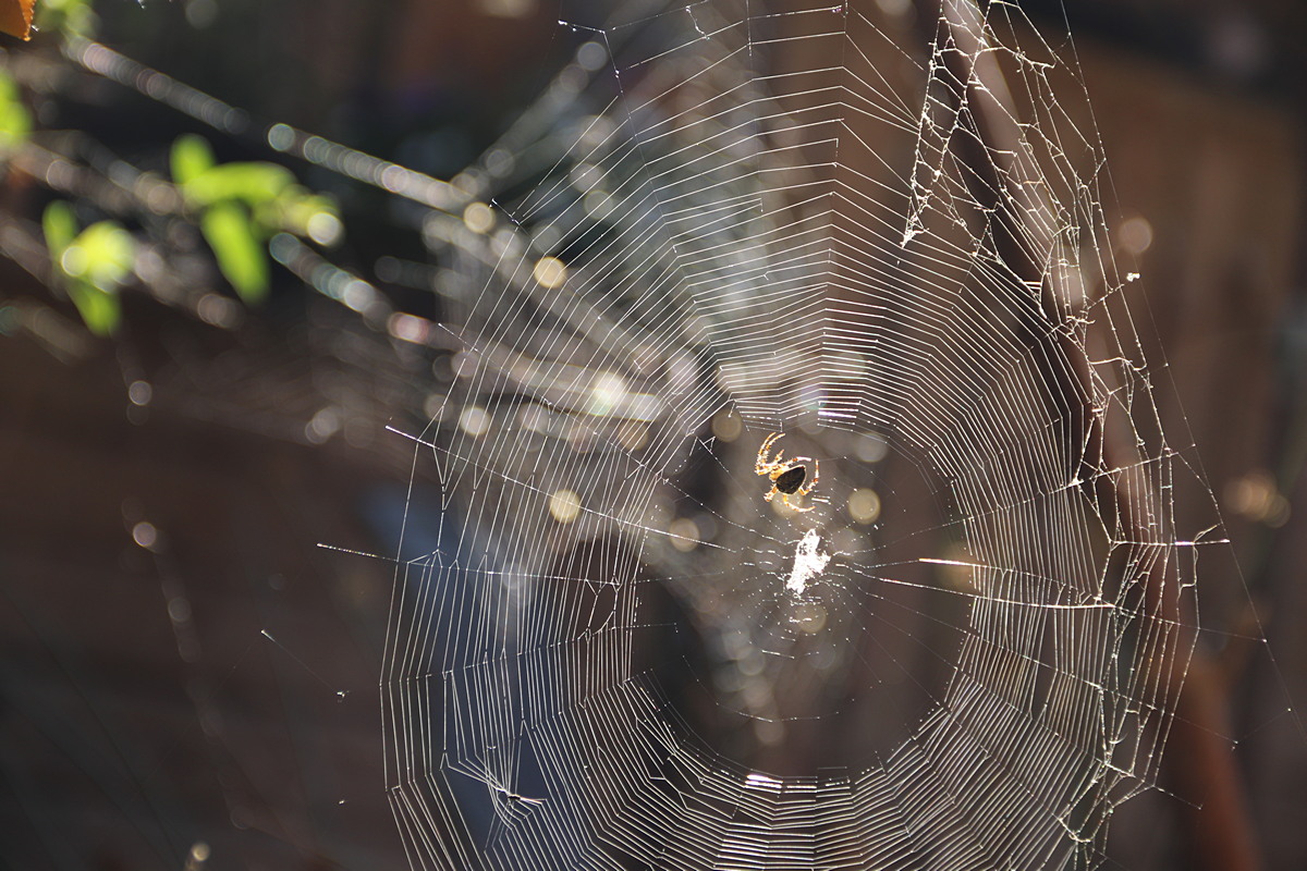 web1