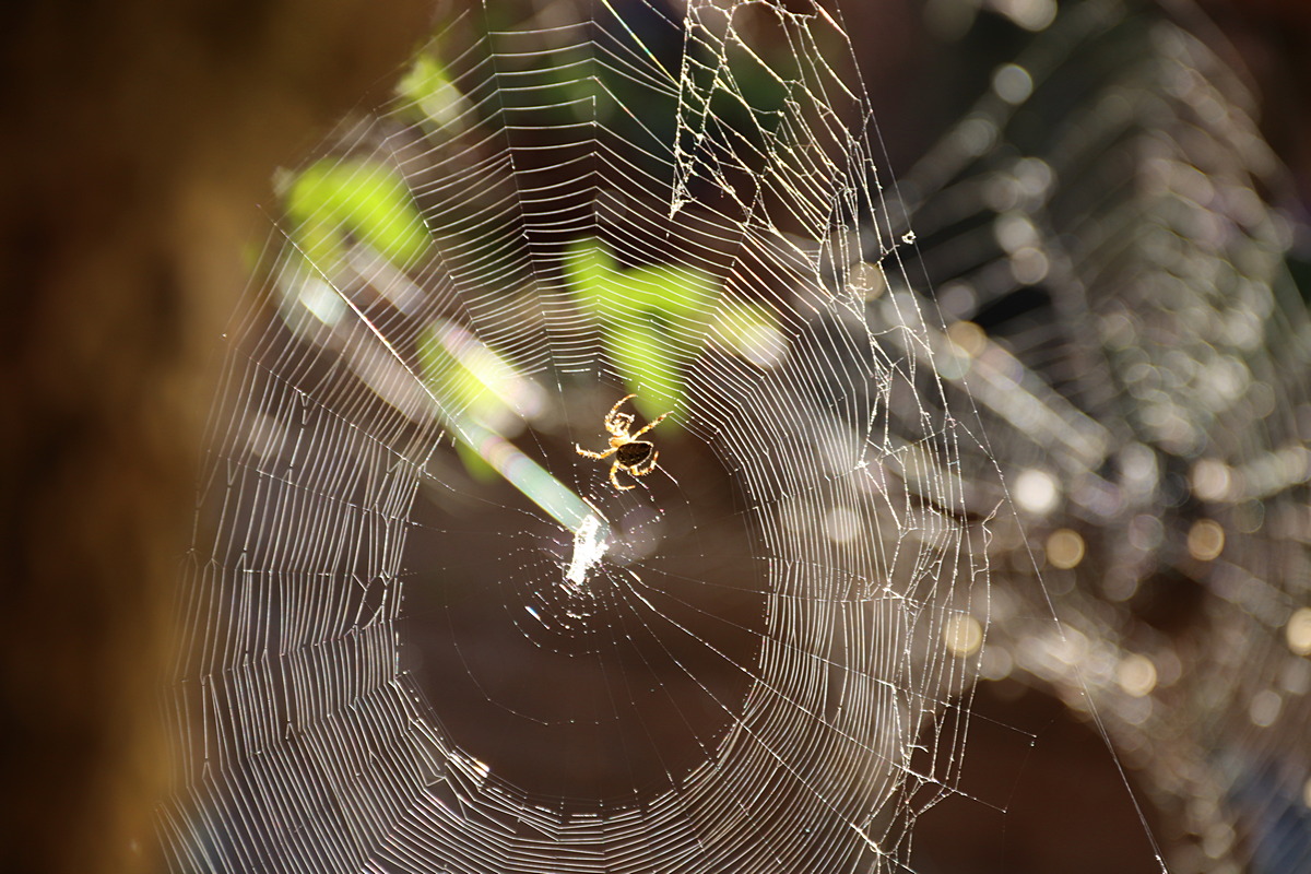web2