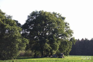 D36 foto 1