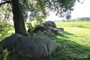 D36 foto 2