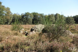 D38 foto 2