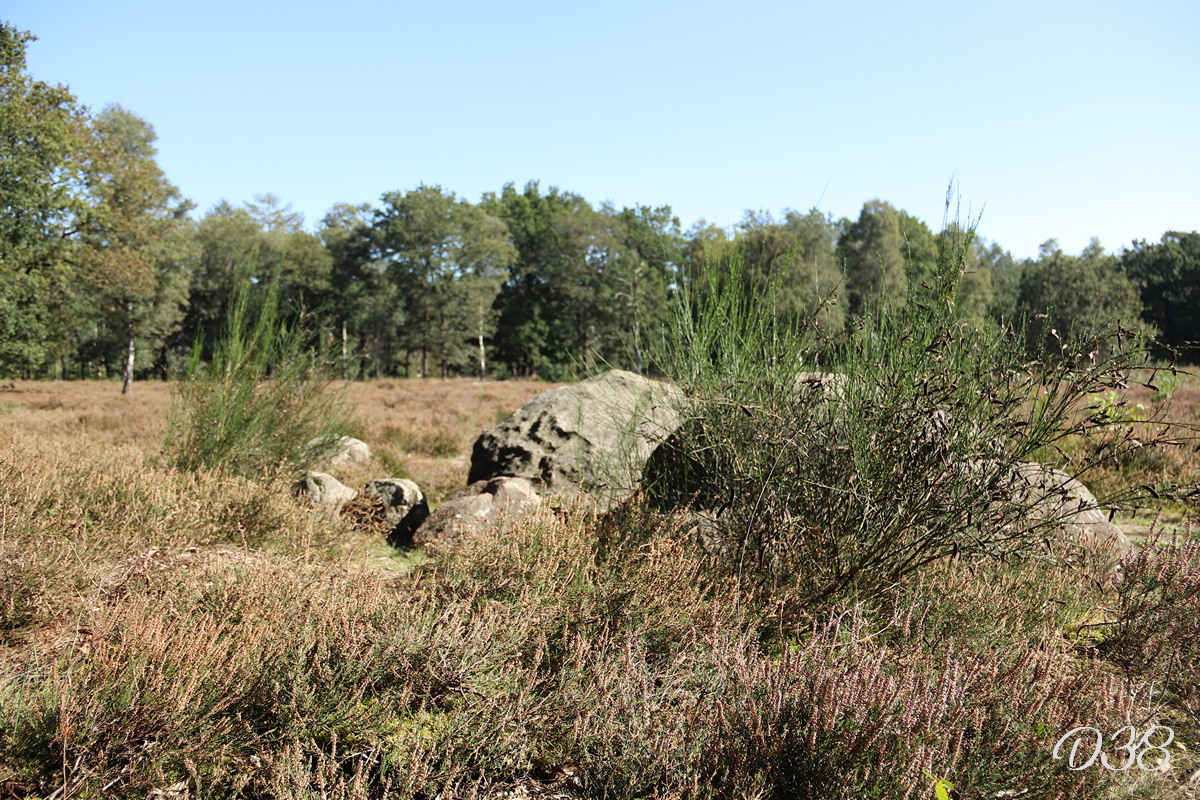 D38 foto 2