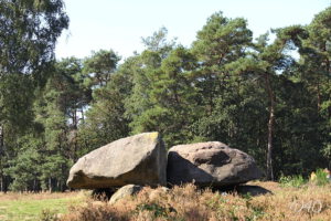 D40 foto1