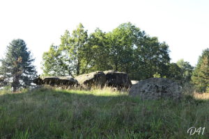 D41 foto 2