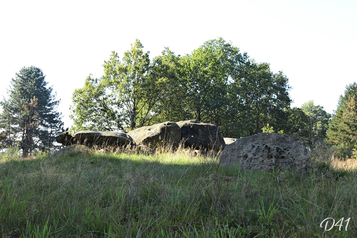 D41 foto 2