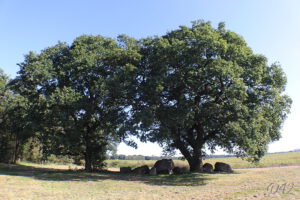 D42 foto 1