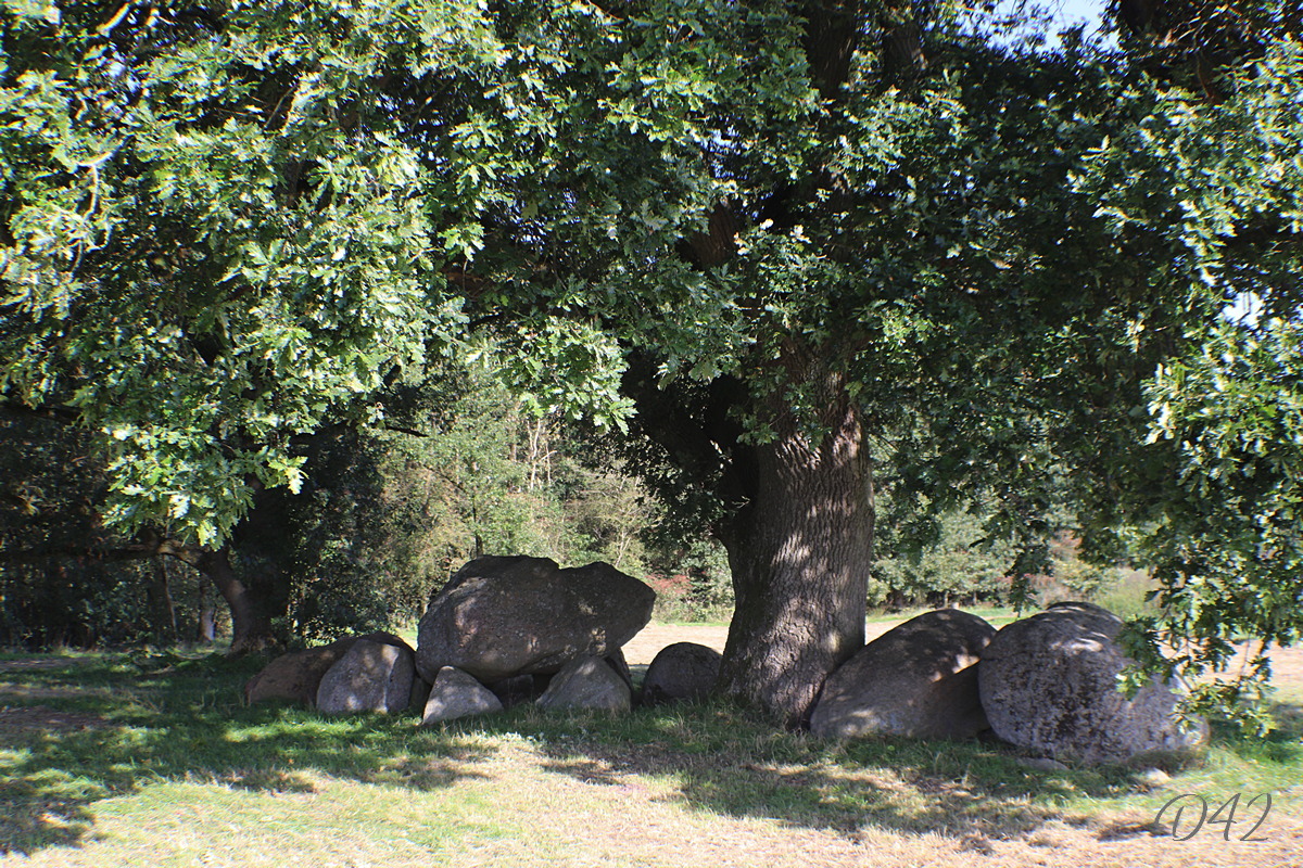D42 foto 2