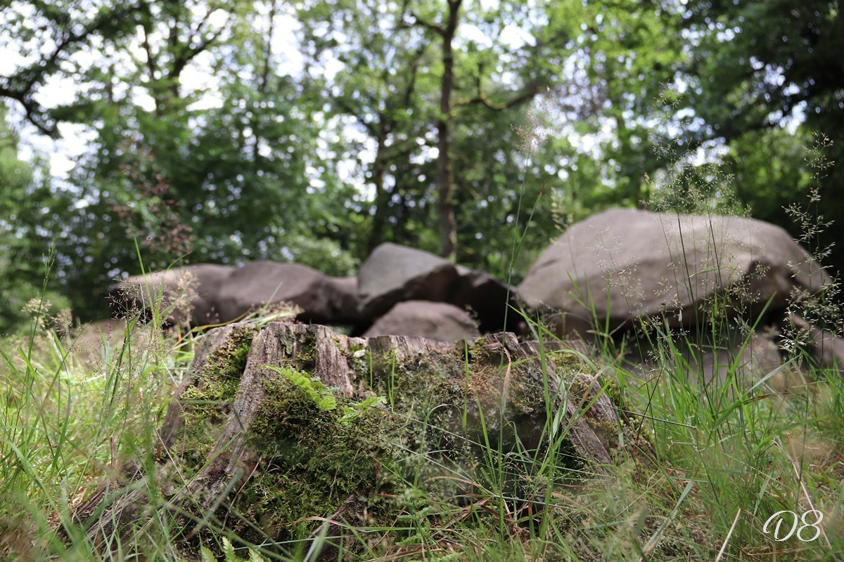 D8 foto 2